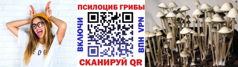 сколько стоит  Тайшет  Псилоцибиновые грибы Cubensis 
